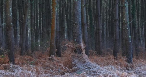 Paisaje Congelado Bosque Las Landas Nouvelle Aquitania Francia — Vídeo de stock