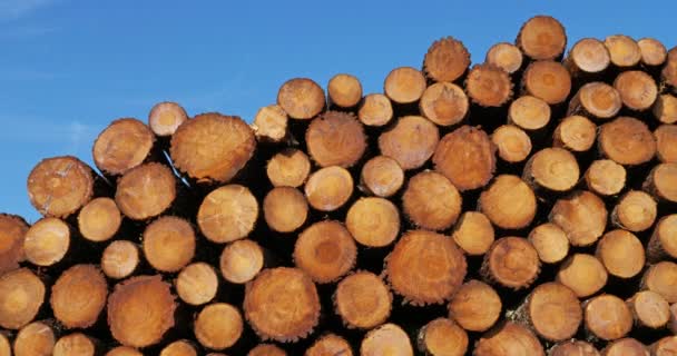 Yığılmış Odun Landes Ormanı Yeni Akitanya Fransa — Stok video
