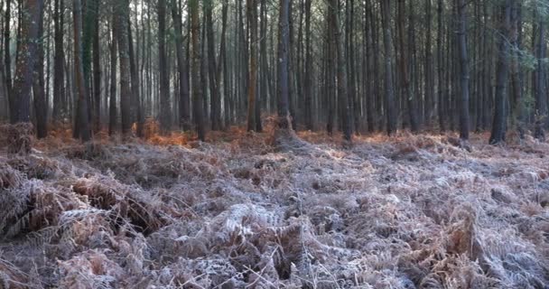 Paisaje Congelado Bosque Las Landas Nouvelle Aquitania Francia — Vídeos de Stock