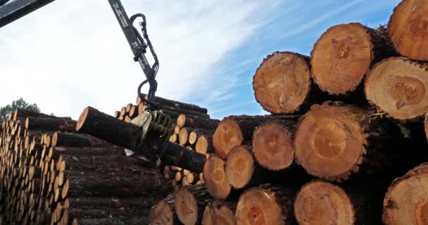 Holz Gestapelt Der Wald Der Landes Nouvelle Aquitaine Frankreich — Stockvideo