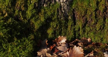 Yeşil yosunlar ve kertenkelelerle kaplı meşe kabuğu.