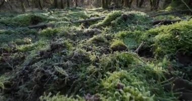 Yeşil yosunlarla kaplı orman zemini, kuzey-orta Fransa.