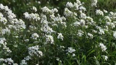 diplotaxis barreleieri, Güney Fransa 'da kış mevsiminde yabani çiçekler.