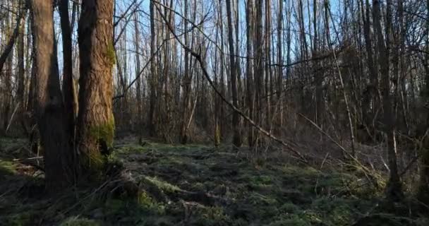 Terreno Bosque Cubierto Musgos Verdes Norte Centro Francia — Vídeos de Stock