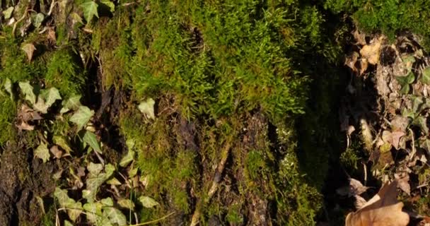 Casca Carvalhos Coberta Por Musgos Líquenes Verdes — Vídeo de Stock