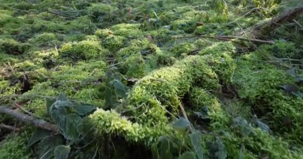 Bodem Bedekt Met Groen Mos Noord Centraal Frankrijk — Stockvideo