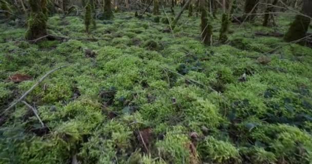 Terreno Bosque Cubierto Musgos Verdes Norte Centro Francia — Vídeos de Stock