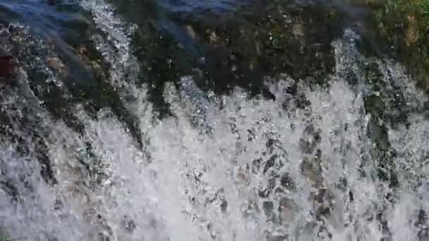 Природний Заповідник Лунарет Монпельє Департамент Іро Окситанія Франція Річка Лез — стокове відео