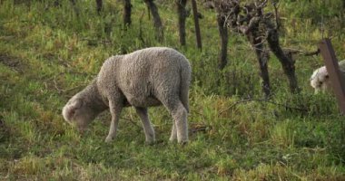 Yerli koyunlar (merinos d Arles), üzüm bağlarında otlarlar, Occitanie, Fransa