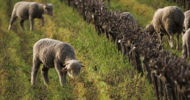 Yerli koyunlar (merinos d Arles), üzüm bağlarında otlarlar, Occitanie, Fransa