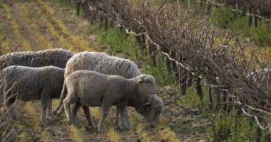 Yerli koyunlar (merinos d Arles), üzüm bağlarında otlarlar, Occitanie, Fransa