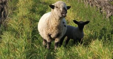 Yerli koyunlar (merinos d Arles), üzüm bağlarında otlarlar, Occitanie, Fransa