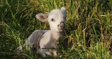 Yerli koyunların kuzusu (merinos d Arles), üzüm bağlarında otluyor, Occitanie, Fransa