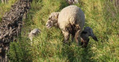 Yerli koyunlar (merinos d Arles), üzüm bağlarında otlarlar, Occitanie, Fransa