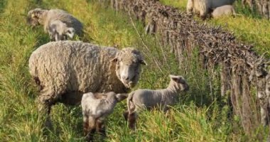 Yerli koyunlar (merinos d Arles), üzüm bağlarında otlarlar, Occitanie, Fransa