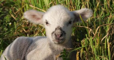 Yerli koyunların kuzusu (merinos d Arles), üzüm bağlarında otluyor, Occitanie, Fransa