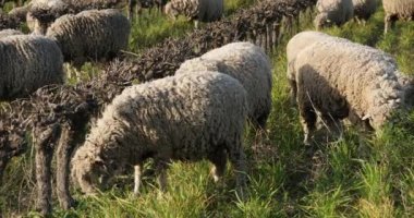 Yerli koyunlar (merinos d Arles), üzüm bağlarında otlarlar, Occitanie, Fransa