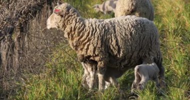 Yerli koyunlar (merinos d Arles), üzüm bağlarında otlarlar, Occitanie, Fransa