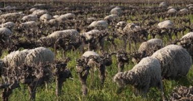 Yerli koyunlar (merinos d Arles), üzüm bağlarında otlarlar, Occitanie, Fransa