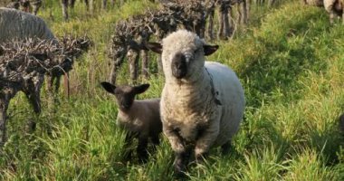 Yerli koyunlar (merinos d Arles), üzüm bağlarında otlarlar, Occitanie, Fransa