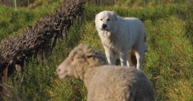 Yerli koyunları koruyan Pyrenean Dağ Köpeği (merinos d Arles), Fransa 'nın Occitanie kentindeki üzüm bağlarında otluyor.