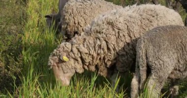 Yerli koyunlar (merinos d Arles), üzüm bağlarında otlarlar, Occitanie, Fransa
