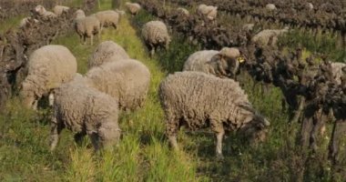 Yerli koyunlar (merinos d Arles), üzüm bağlarında otlarlar, Occitanie, Fransa