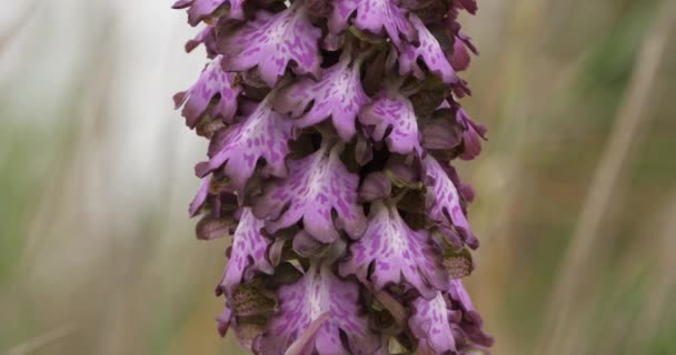 Orchidee Longues Bractes Barlia Robertiana Dziki Kwiat Południowej Francji — Wideo stockowe