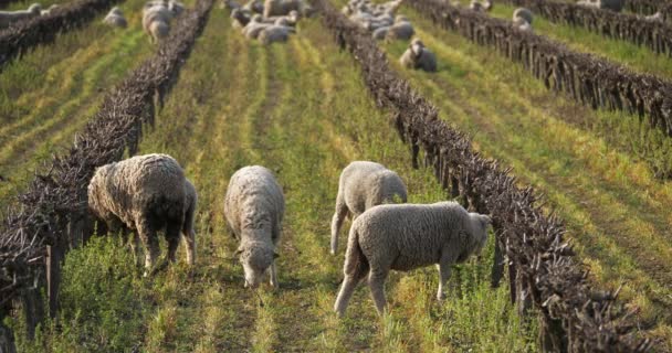 Ovejas Domésticas Merinos Arles Pastoreo Los Viñedos Occitanie Francia — Vídeos de Stock