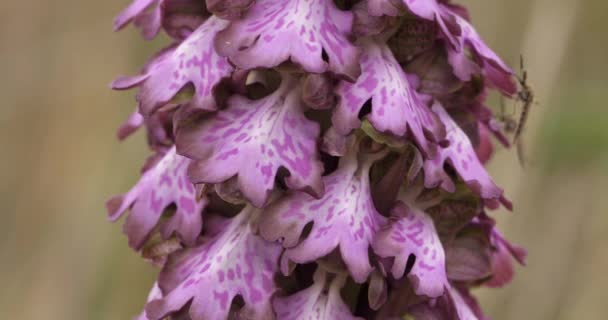 Orchis Een Longues Bractes Barlia Robertiana Wilde Bloem Het Zuiden — Stockvideo