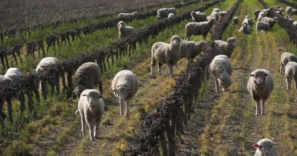 Owce Domowe Merinos Arles Wypas Winnicach Occitanie Francja — Wideo stockowe