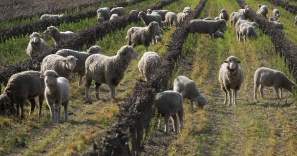 Ovejas Domésticas Merinos Arles Pastoreo Los Viñedos Occitanie Francia — Vídeos de Stock