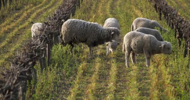 Ovejas Domésticas Merinos Arles Pastoreo Los Viñedos Occitanie Francia — Vídeos de Stock