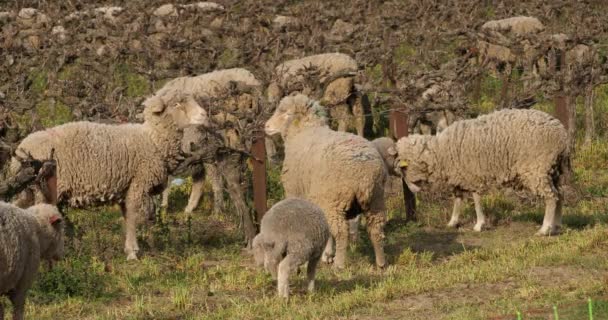 国内绵羊 Merinos Arles 在葡萄园里放牧 法国埃米蒂尼 — 图库视频影像