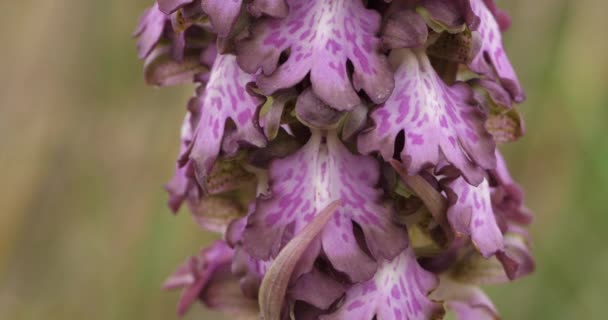 Orchis Longues Bractes Barlia Robertiana Fiore Selvatico Nel Sud Della — Video Stock