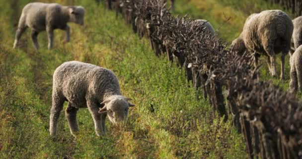 Moutons Domestiques Mérinos Arles Pâturage Dans Les Vignes Occitanie France — Video