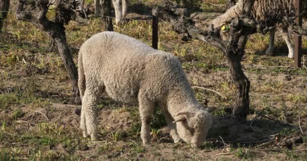 国内の羊 Merinos Arles ブドウ畑での放牧 オクシタニー フランス — ストック動画