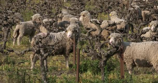 Ovejas Domésticas Merinos Arles Pastoreo Los Viñedos Occitanie Francia — Vídeos de Stock