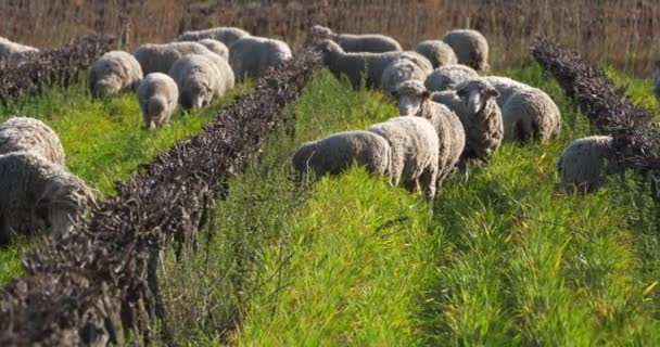 国内绵羊 Merinos Arles 在葡萄园里放牧 法国埃米蒂尼 — 图库视频影像