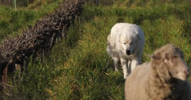 Pyrenean Mountain Dog Guardando Ovelhas Domésticas Merinos Arles Pastando Nas — Vídeo de Stock