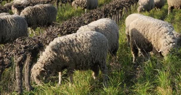 Ovejas Domésticas Merinos Arles Pastoreo Los Viñedos Occitanie Francia — Vídeo de stock