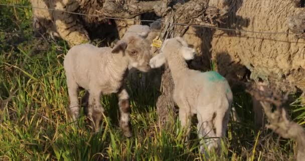 Bárányok Háziasított Juhok Merinos Arles Legeltetés Szőlőültetvények Occitanie Franciaország — Stock videók