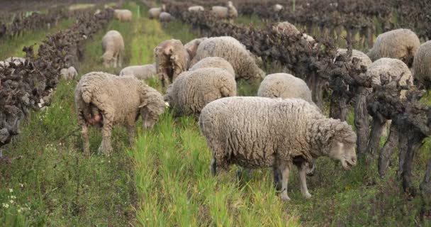 Domestic Sheeps Merinos Arles Grazen Wijngaarden Occitanie Frankrijk — Stockvideo