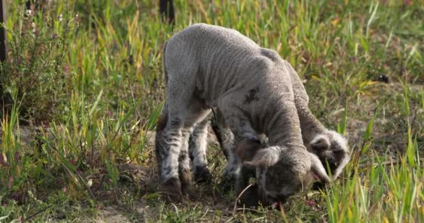 国内绵羊 Merinos Arles 在法国埃里塔尼葡萄园放牧 — 图库视频影像