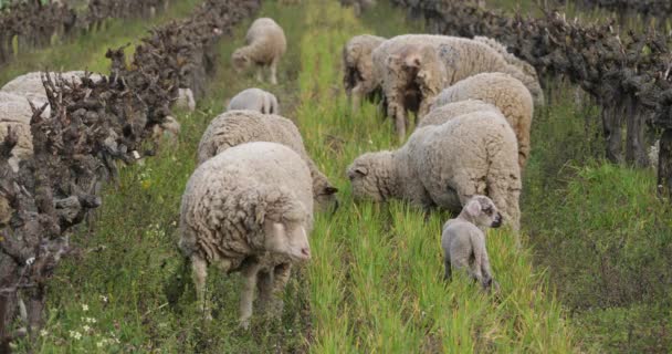 Domestic Sheeps Merinos Arles Grazing Vineyards Occitanie France — Stock Video