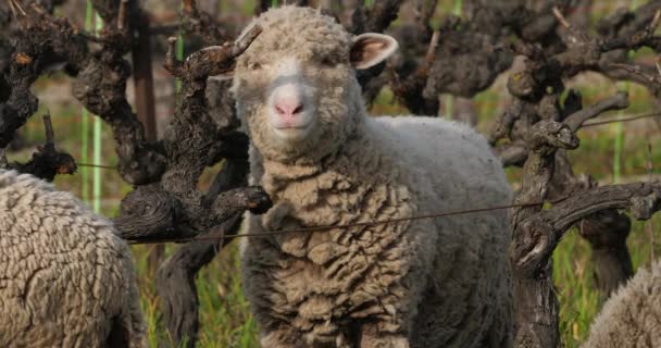 Ovejas Domésticas Merinos Arles Pastoreo Los Viñedos Occitanie Francia — Vídeos de Stock