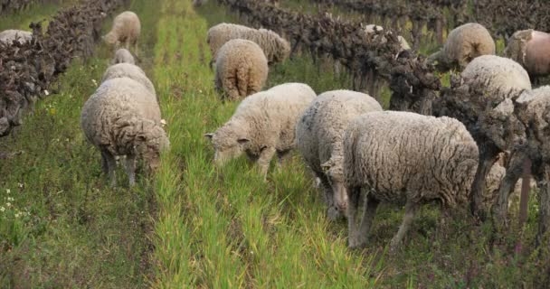 Ovejas Domésticas Merinos Arles Pastoreo Los Viñedos Occitanie Francia — Vídeos de Stock