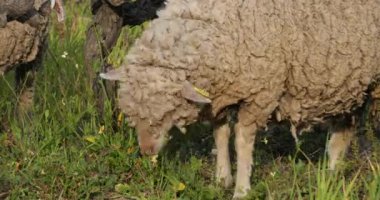 Yerli koyunlar (merinos d Arles), üzüm bağlarında otlarlar, Occitanie, Fransa