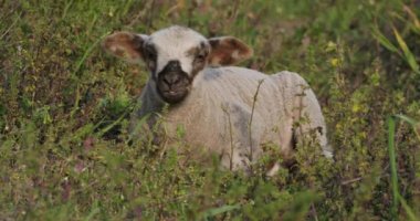 Yerli koyunların kuzusu (merinos d Arles), üzüm bağlarında otluyor, Occitanie, Fransa