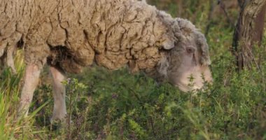 Yerli koyunlar (merinos d Arles), üzüm bağlarında otlarlar, Occitanie, Fransa